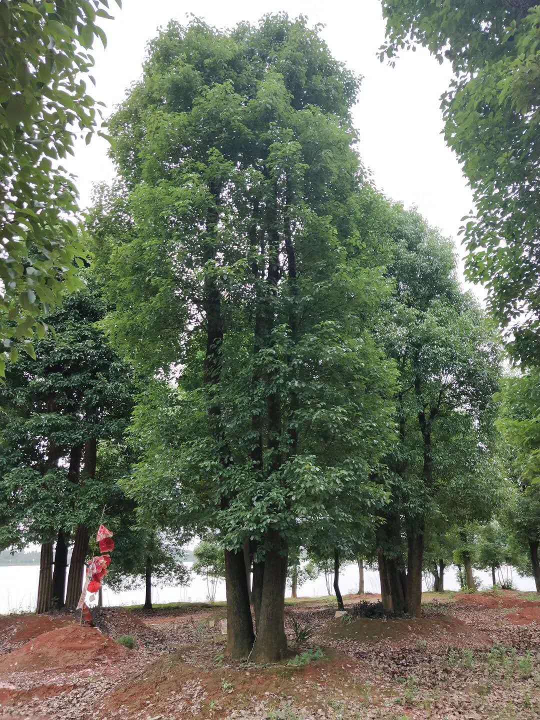 批发多杆香樟树 精品绿化造型规格齐全常绿乔木湖南苗圃基地直销