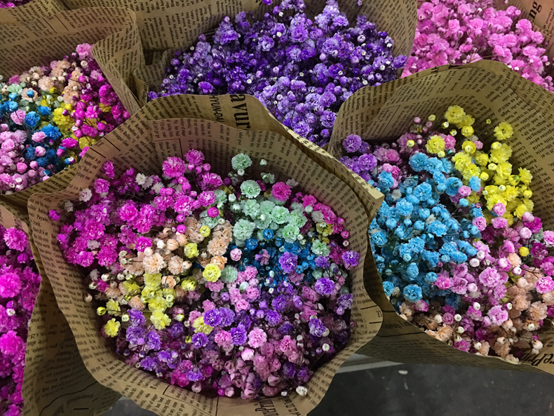 【满天星吸色】花店 云南昆明斗南鲜切花基地直发批发彩色满天星