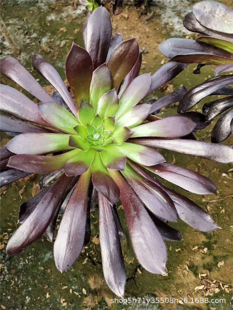 447多肉法师植物大棚限时批发 墨法师小桩 状态实拍裸根发特价出