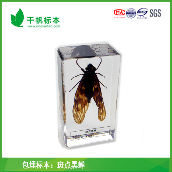 斑点黑蝉-自然科学教育真实昆虫包埋标本科普教学产品 steam教具
