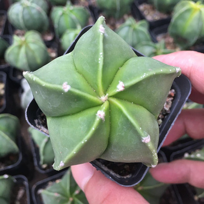 实生鸾凤玉五角琉璃银砂仙人球多肉植物组合绿植花卉盆栽净化空气