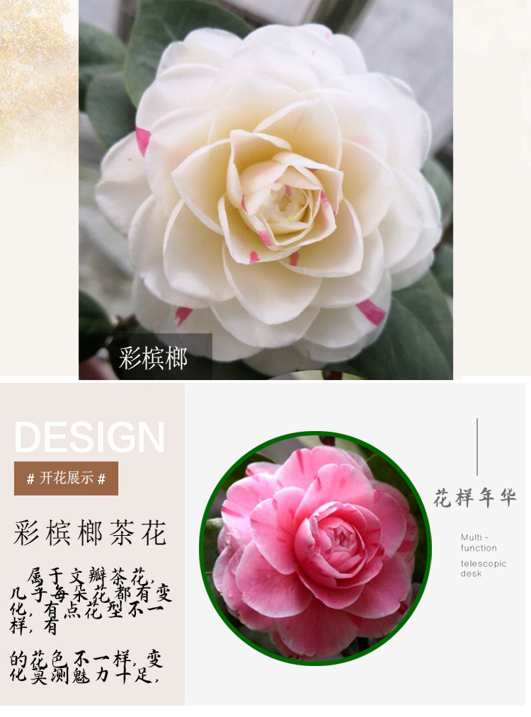 彩槟榔茶花树苗客厅办公室观花绿植花卉一树多色茶花树苗园林绿化