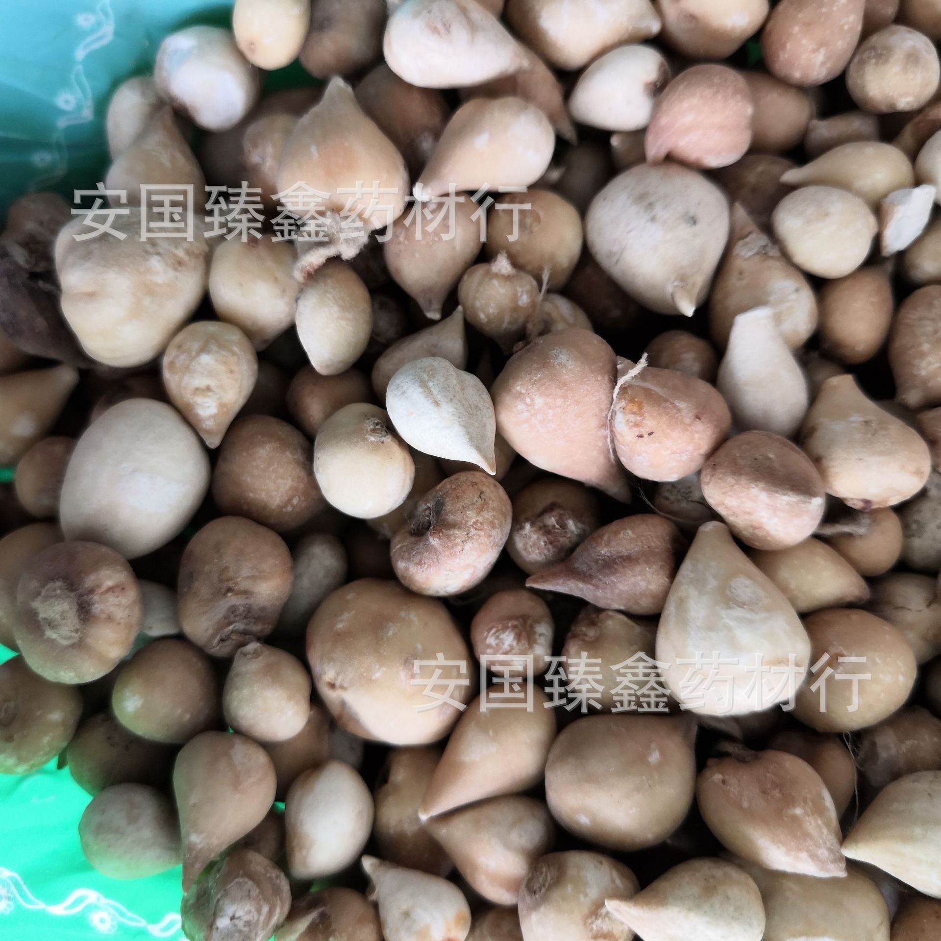 中药材山慈菇 山慈菇 冰球子 批发零售 实物拍摄