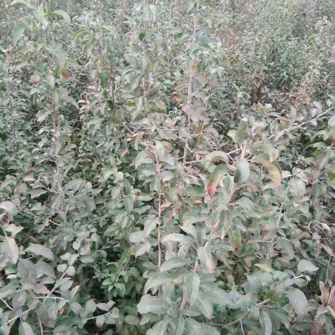 杜梨苗 批发杜梨苗 嫁接品种梨树的优良占木 亲和力强 寿命长