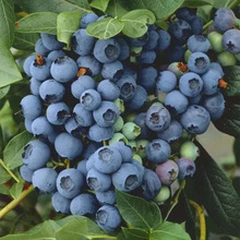 地栽果树兔眼蓝莓 基地大棚种植各种规格品种兔眼蓝莓
