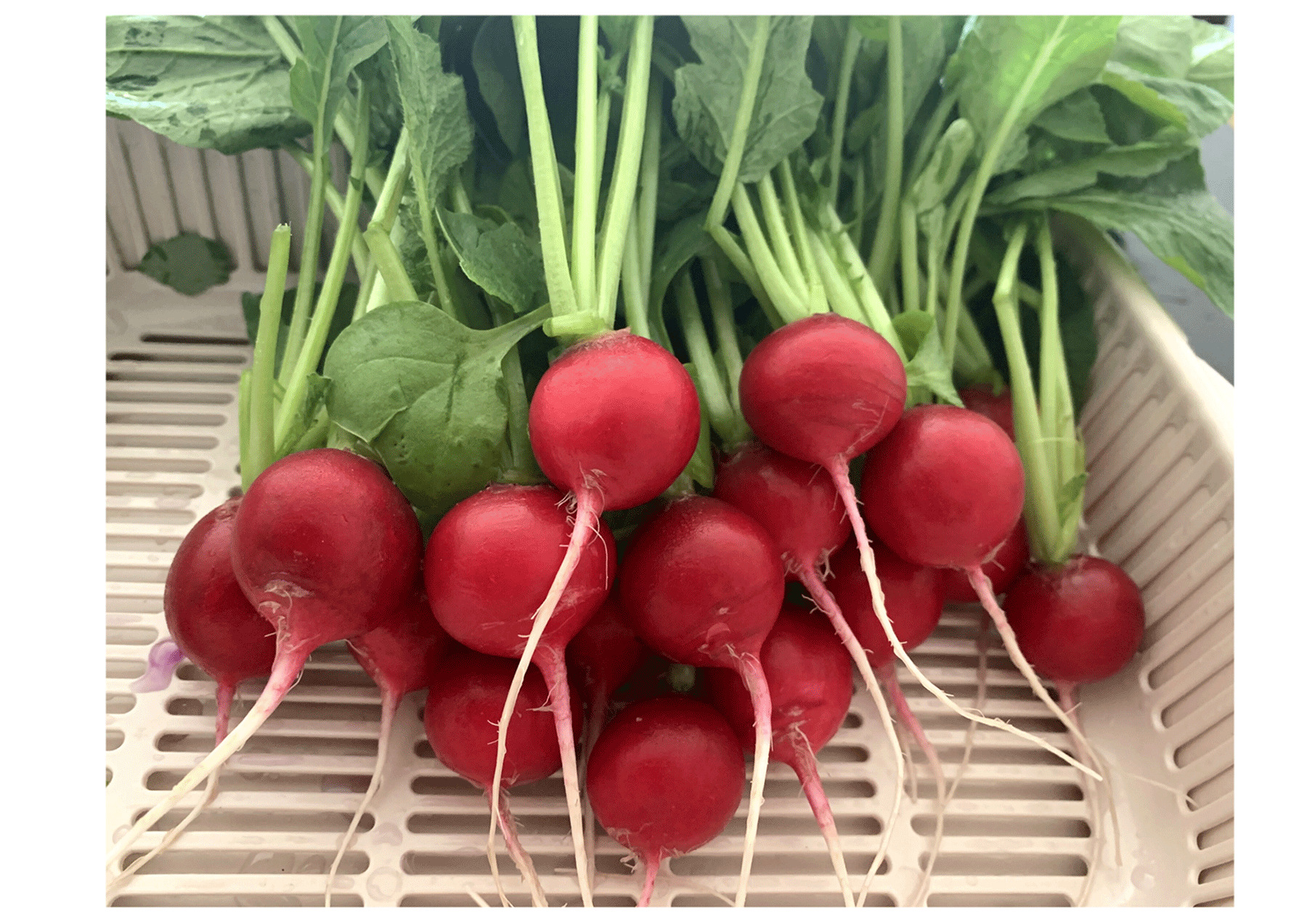 中科茂华 蔬菜种子 中科红焰杂交樱桃萝卜种子 小红丁水萝卜耐寒