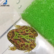 供应青蛙饲养箱用保水海绵 爬行动物饲养用保湿海绵垫 定做颜色