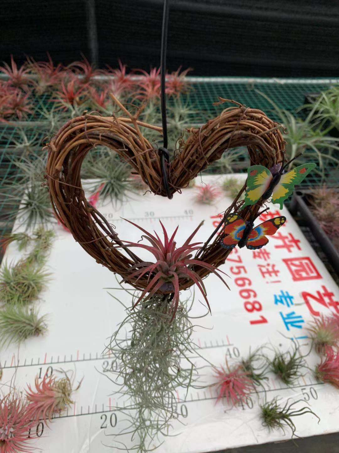 工艺品空气凤梨鸟语花香 底座造型盆栽木藤框架 墙饰绿植无土植物