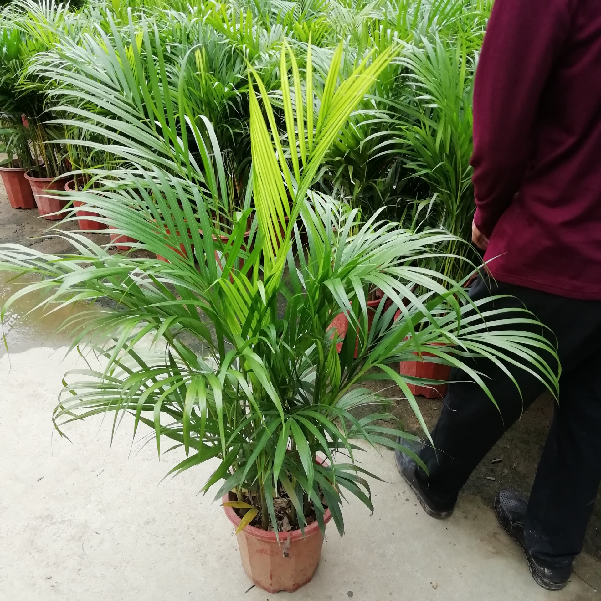 厂家大量供应阳生植物富贵椰子(国外种子)苗 园林种子种苗批发