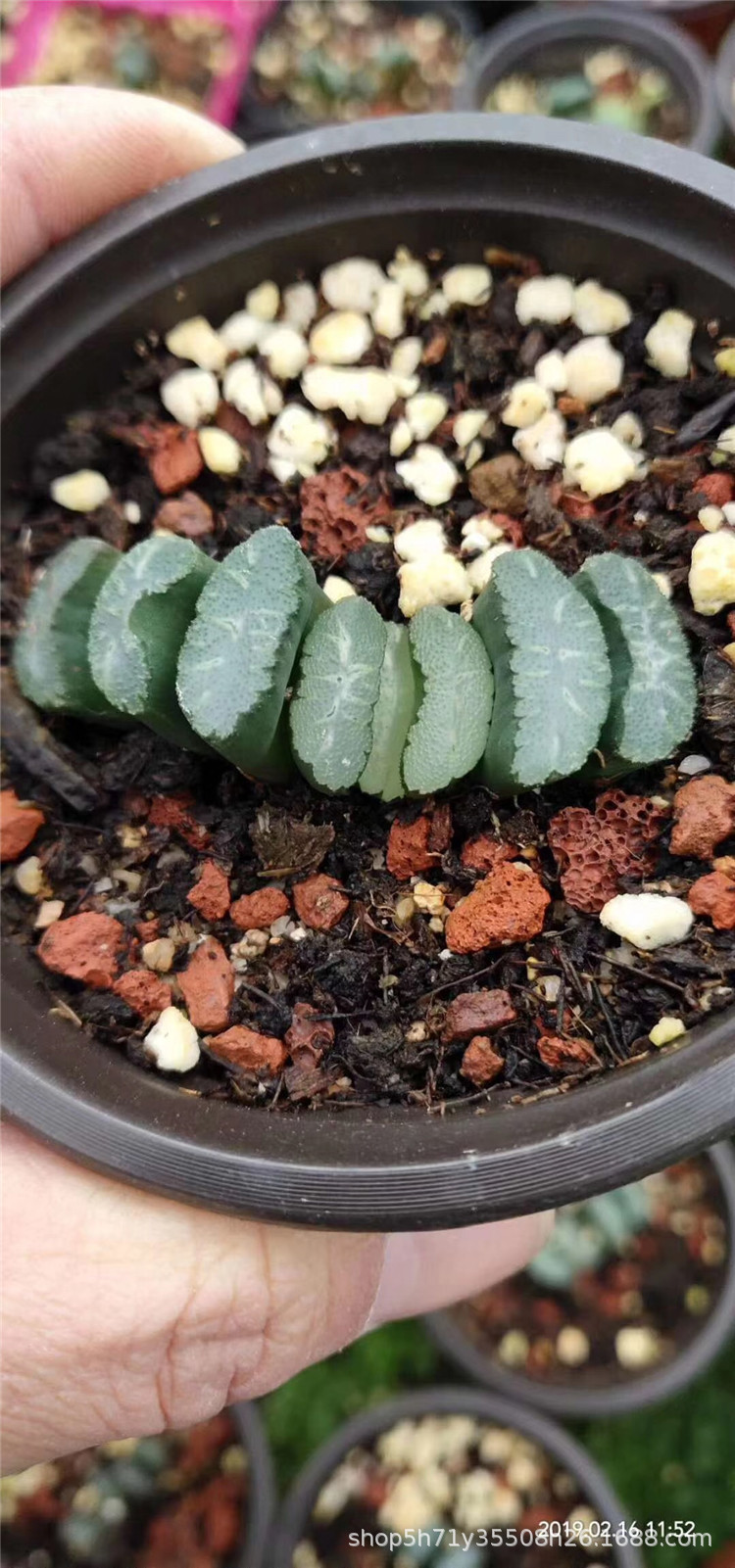 236基地批发十二卷属多肉植物 白玉窗玉扇单头5cm左右多肉裸根发