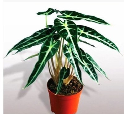 黑叶芋绿植小仙女吸水盆栽办公桌室内花卉小型绿植盆栽竹芋批发