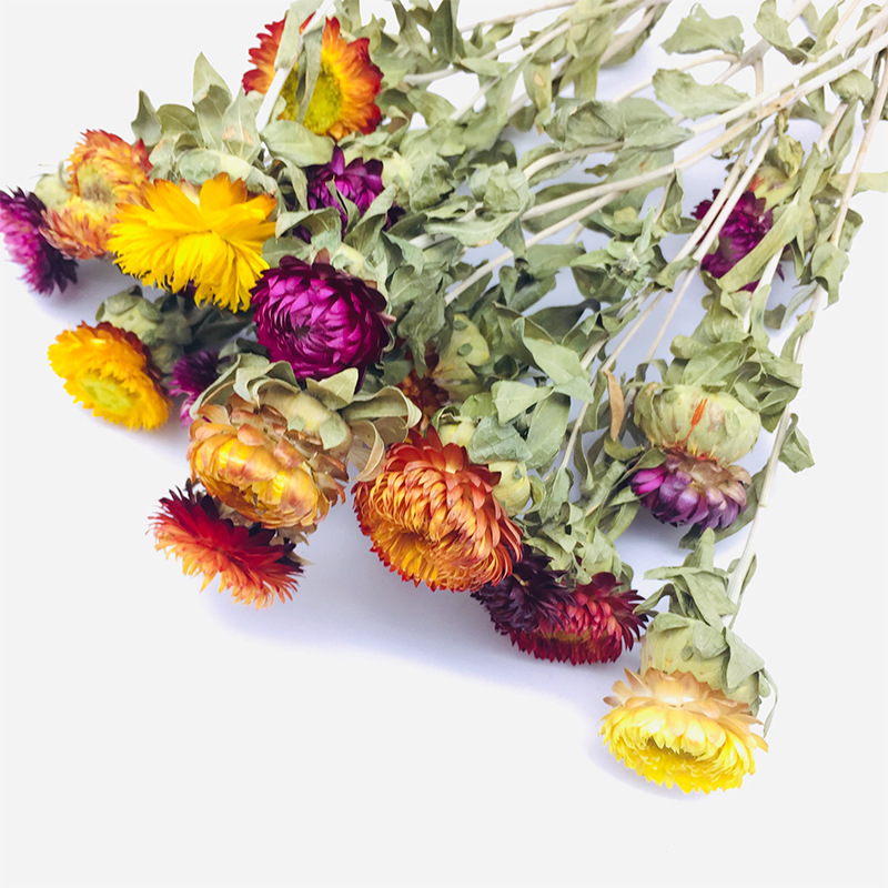 干花菠萝菊干花 花束diy 干花礼物干花批发花束创意装饰插花批发