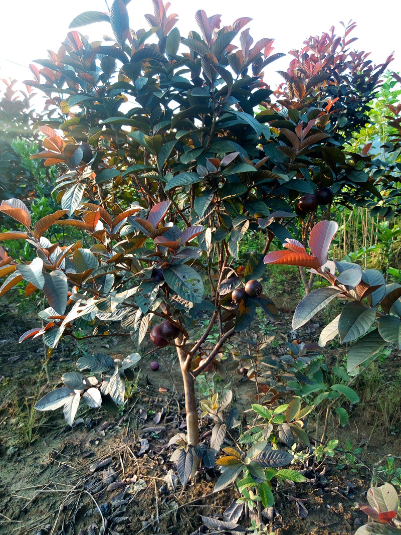 广西苗圃批发 胭脂番石榴苗 果树苗 当年结果 四季梨 嫁接 芭乐苗