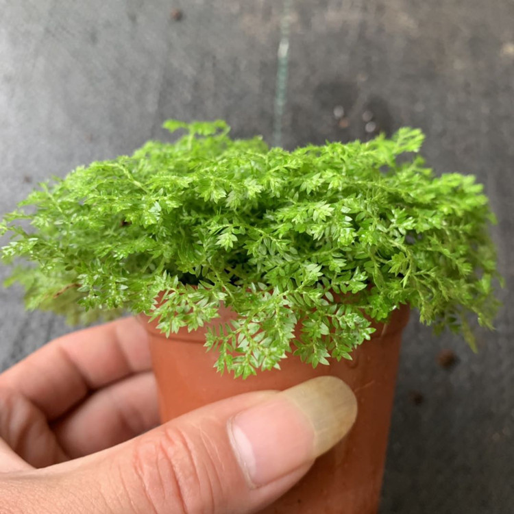 【基地直销】批发金丝雀蕨80#微景观植物 室内耐阴绿植迷你小盆栽