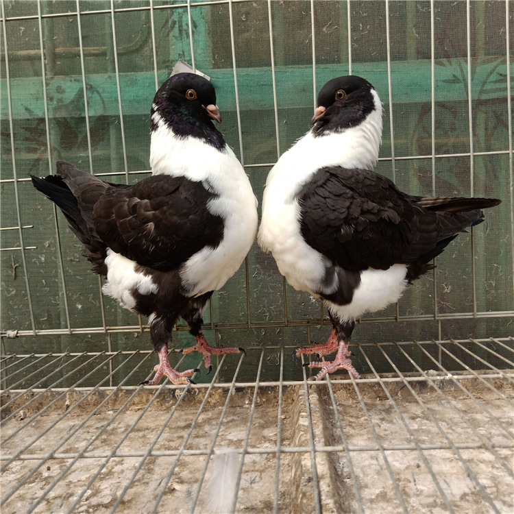 海南芙蓉观赏鸽,特别观赏鸽,外系观赏鸽眼睛球鸽