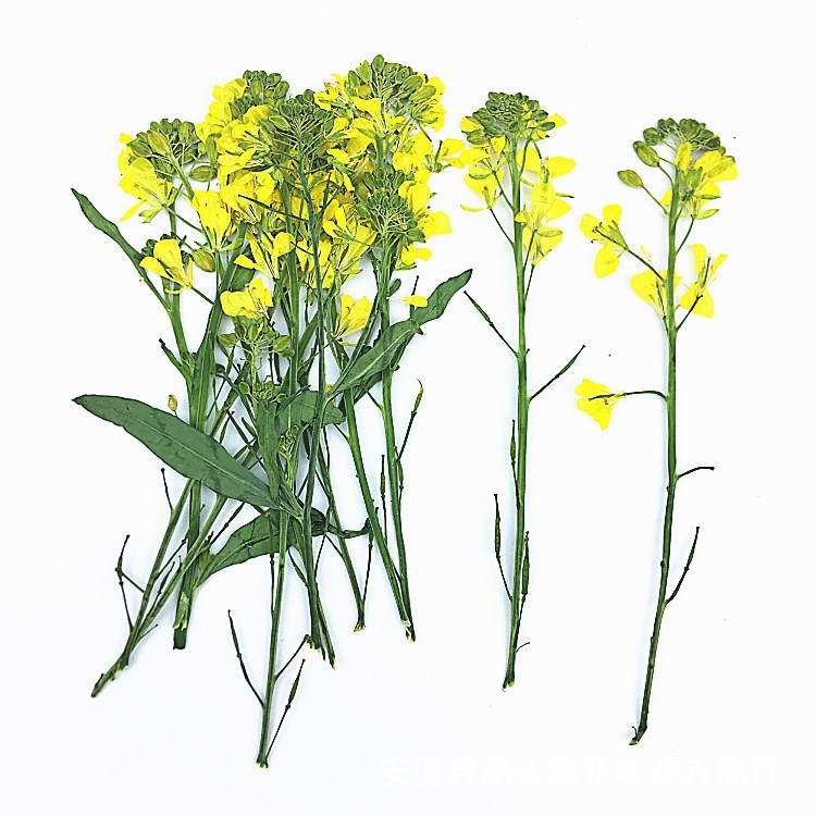 带枝油菜花 真花押花干花压花 幼儿园手工贴画 植物教学标本
