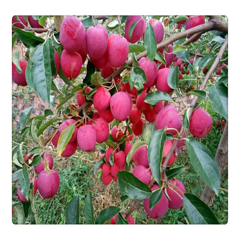 果园直销鸡心果苗品质好嫁接无核鸡心果树苗高产易成活