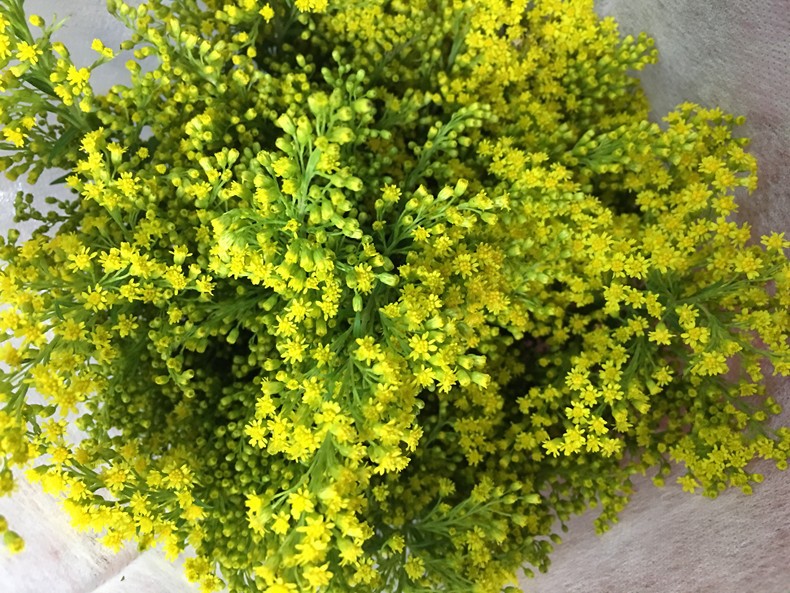 【黄莺】配叶配草 花店 云南昆明斗南鲜切花基地直发批发黄莺