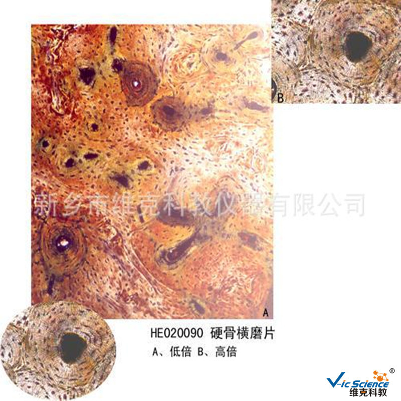 生物切片 硬骨横磨片 结缔组织标本 医学教学研究 显微镜玻片
