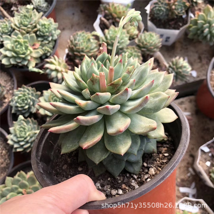 1825精品大棚限时批发多肉品种 青苹果单头老桩多肉植物品相实拍