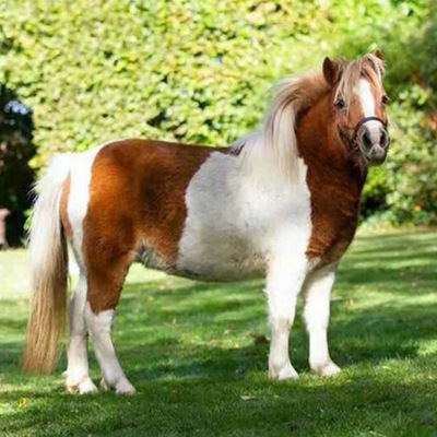 设特兰矮马_法拉贝拉小矮马 设特兰矮马家庭饲养送孩子生日礼物 - 阿