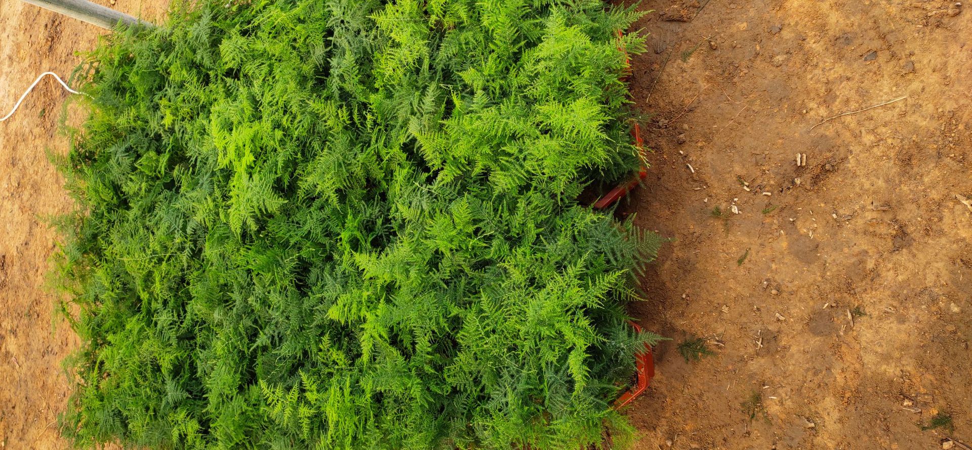文竹盆栽批发办公室绿植盆栽花卉花苗盆景植物绿植盆栽花卉盆栽