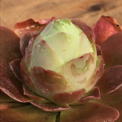 山地玫瑰多肉植物 大型山地玫瑰帕尔马 玫瑰山地一般帕尔马岛