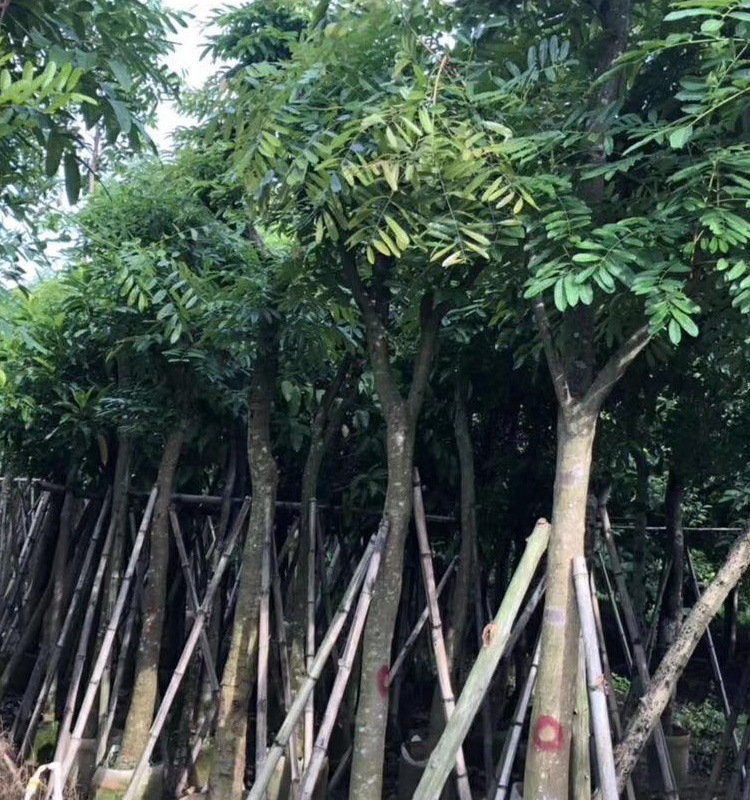 批发5-40厘米  桃花心木 小叶桃花心木 古巴红木