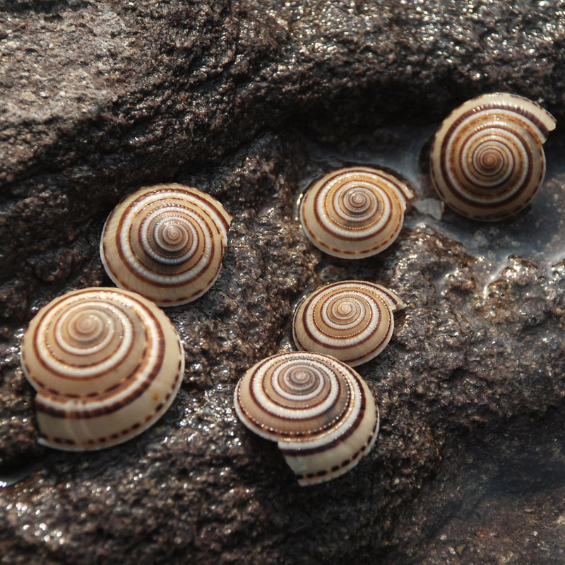 黑白色贝壳-黑白色贝壳厂家,品牌,图片,热帖-阿里巴巴