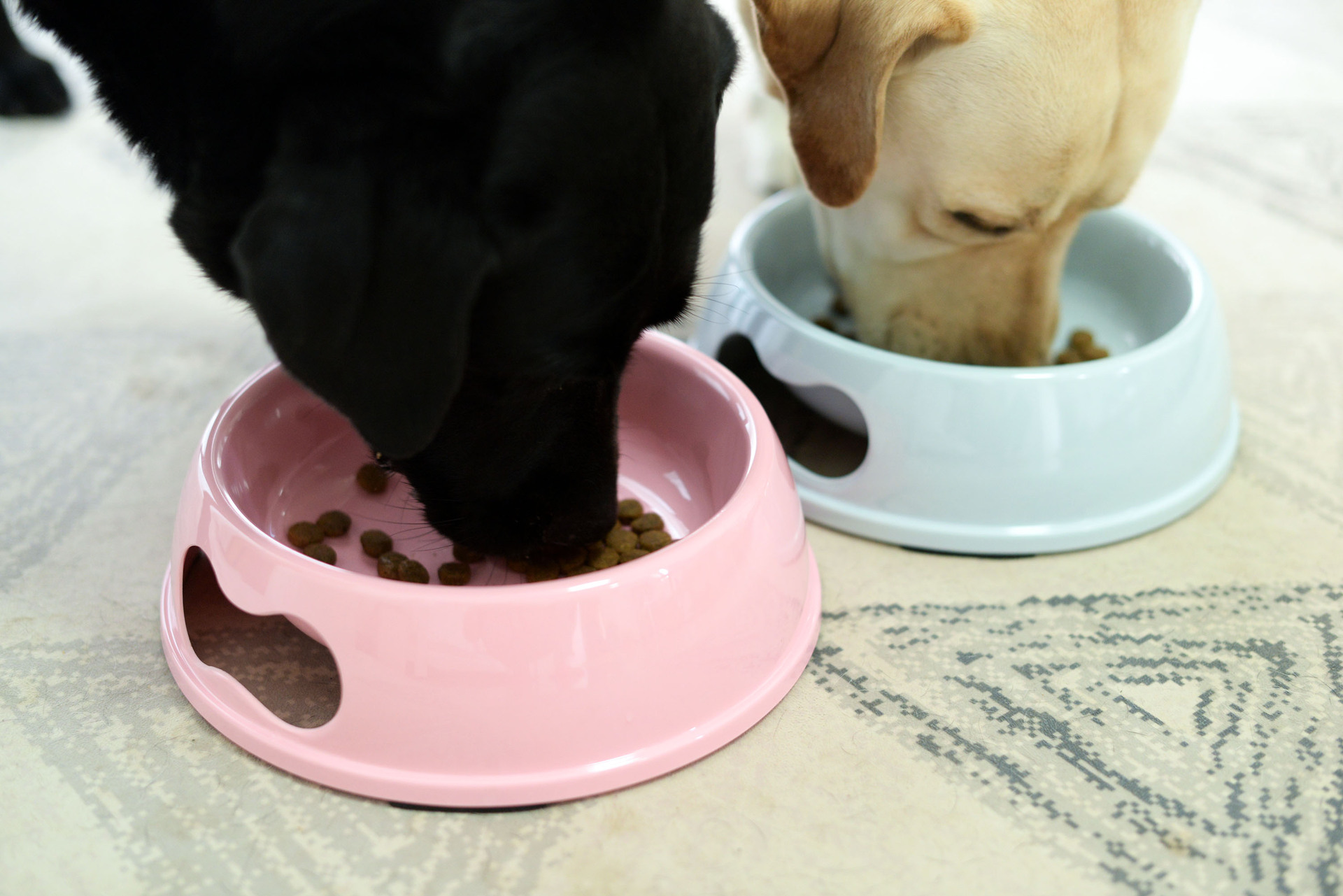 宠物多色狗狗食碗食具餐具美耐皿水碗狗粮碗喂食厚实耐用不易破碎