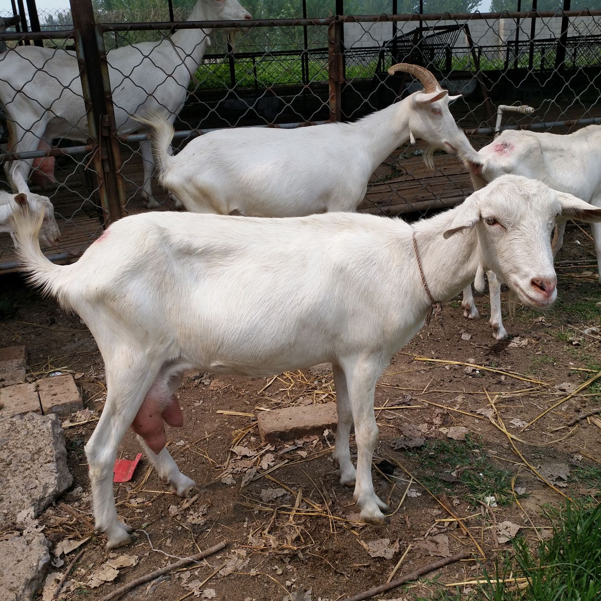 奶山羊养殖饲养管理 纯种奶山羊价格奶山羊小羊羔批发供应 奶山羊