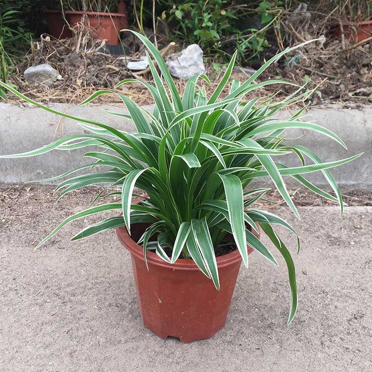 基地直销金边银边吊兰盆栽庭院阳台植物绿植去甲醛之王花卉