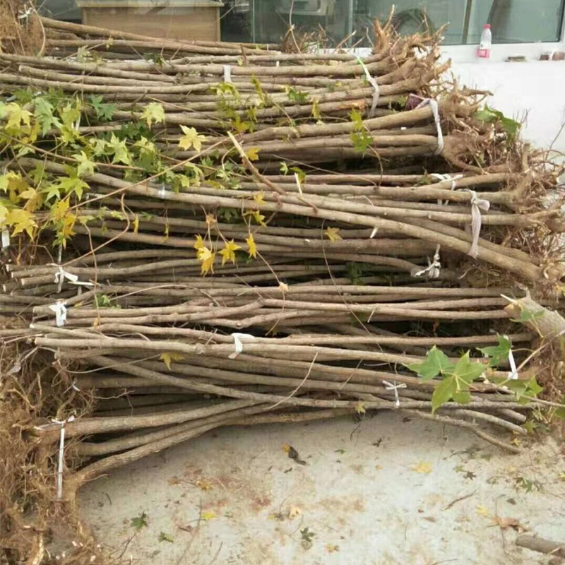 产销基地春季裸根截头各种规格一二级精品价格低廉五角枫元宝枫