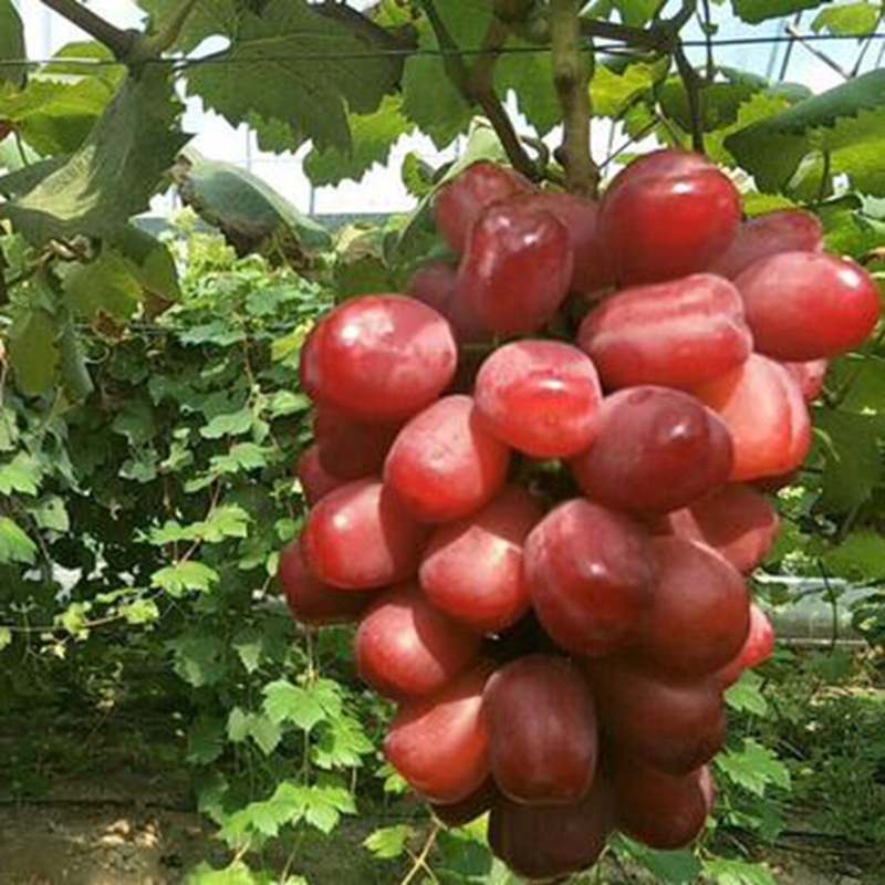 新品红国王葡萄苗 地载盆栽心愿葡萄树苗 南方北方露天果树苗包邮