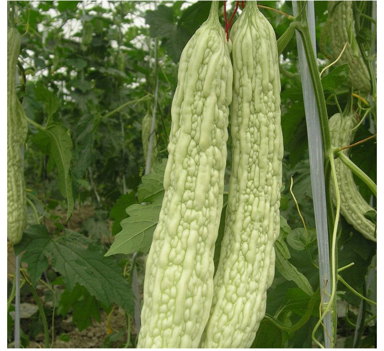 早熟长白苦瓜新蓝山大白苦瓜种子四季菜园蔬菜凉瓜籽高产白苦瓜孑