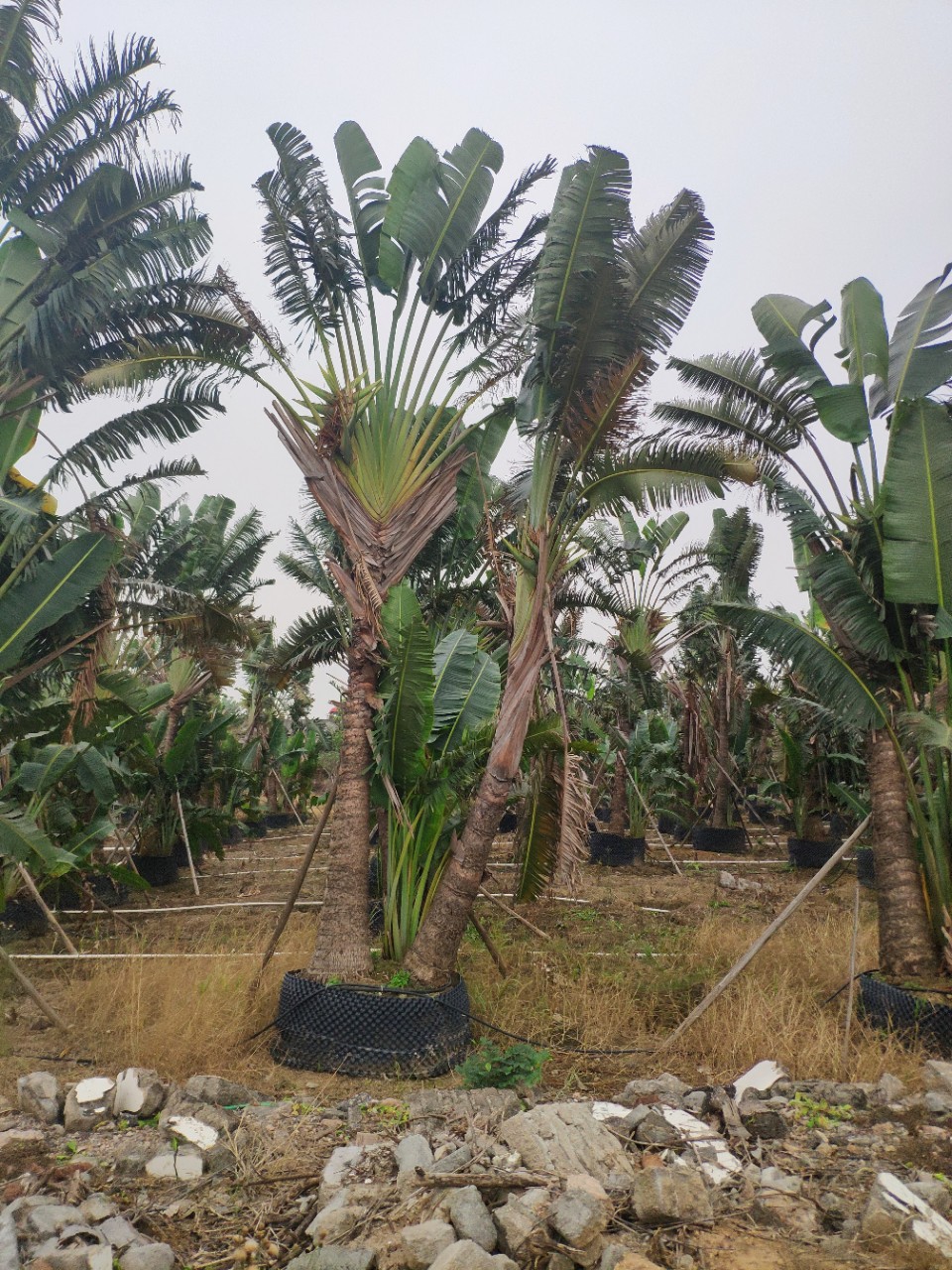 908供应旅人蕉树56米高假植苗丛生单杆多杆多头基地直销
