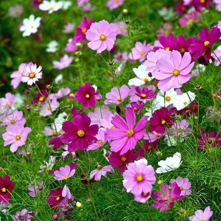 零售批发新采波斯菊花籽 格桑花扫帚梅花期长久观赏花海种子