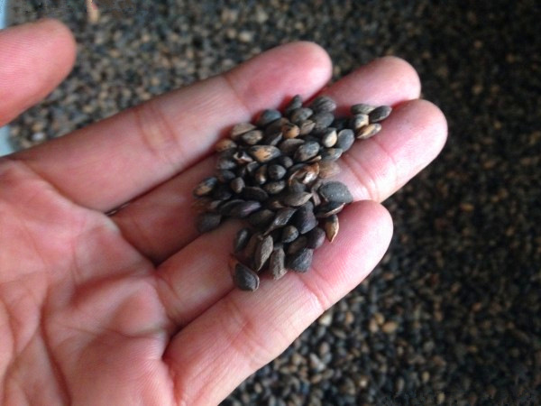 新采一级 黑松种子 日本黑松种子 东北黑松 山东黑松 松树种子