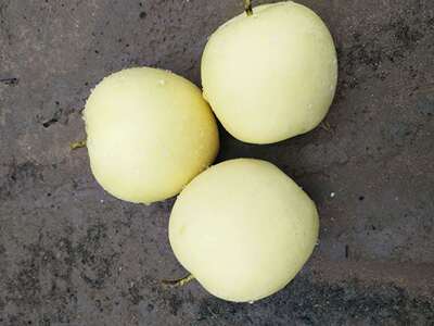 皇冠梨 支持一件代发 原产地直发 绿皮皇冠梨 当季皇冠梨 雪梨