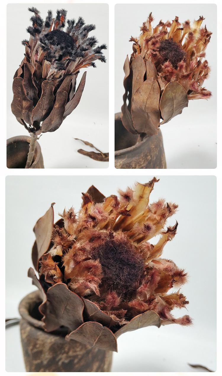 进口帝王花干花花束 公主风干花束乾花厂家批发婚礼居家装饰摆件