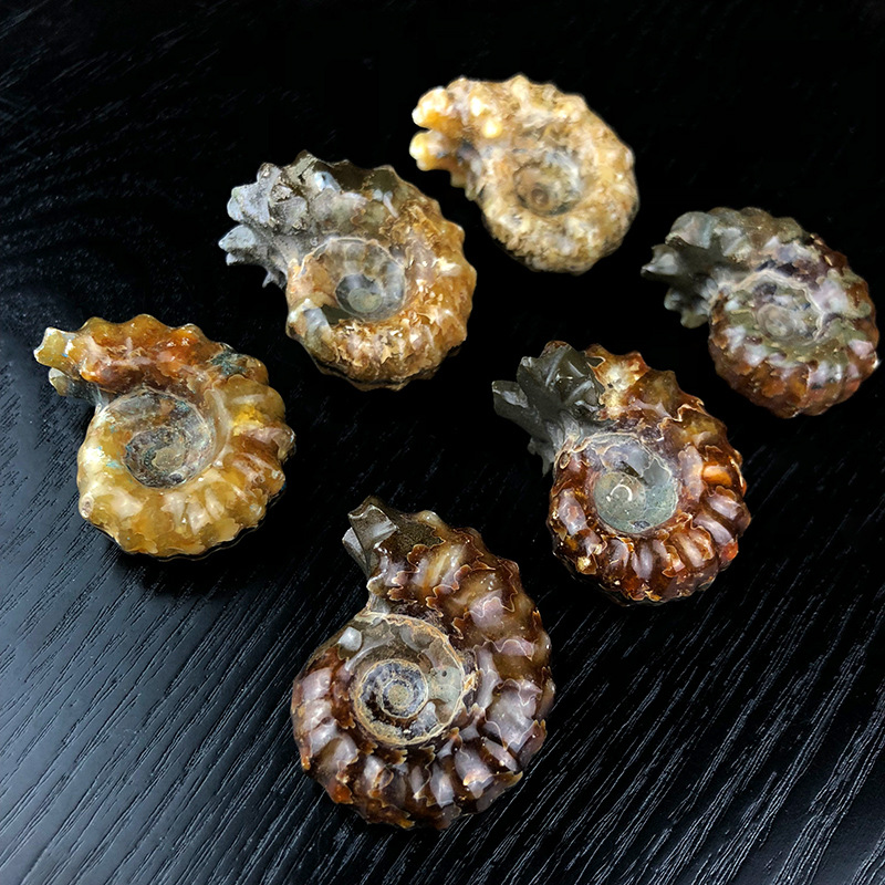 天然羊角螺玉化螺化石羊角螺菊石原石标本古生物动物化石