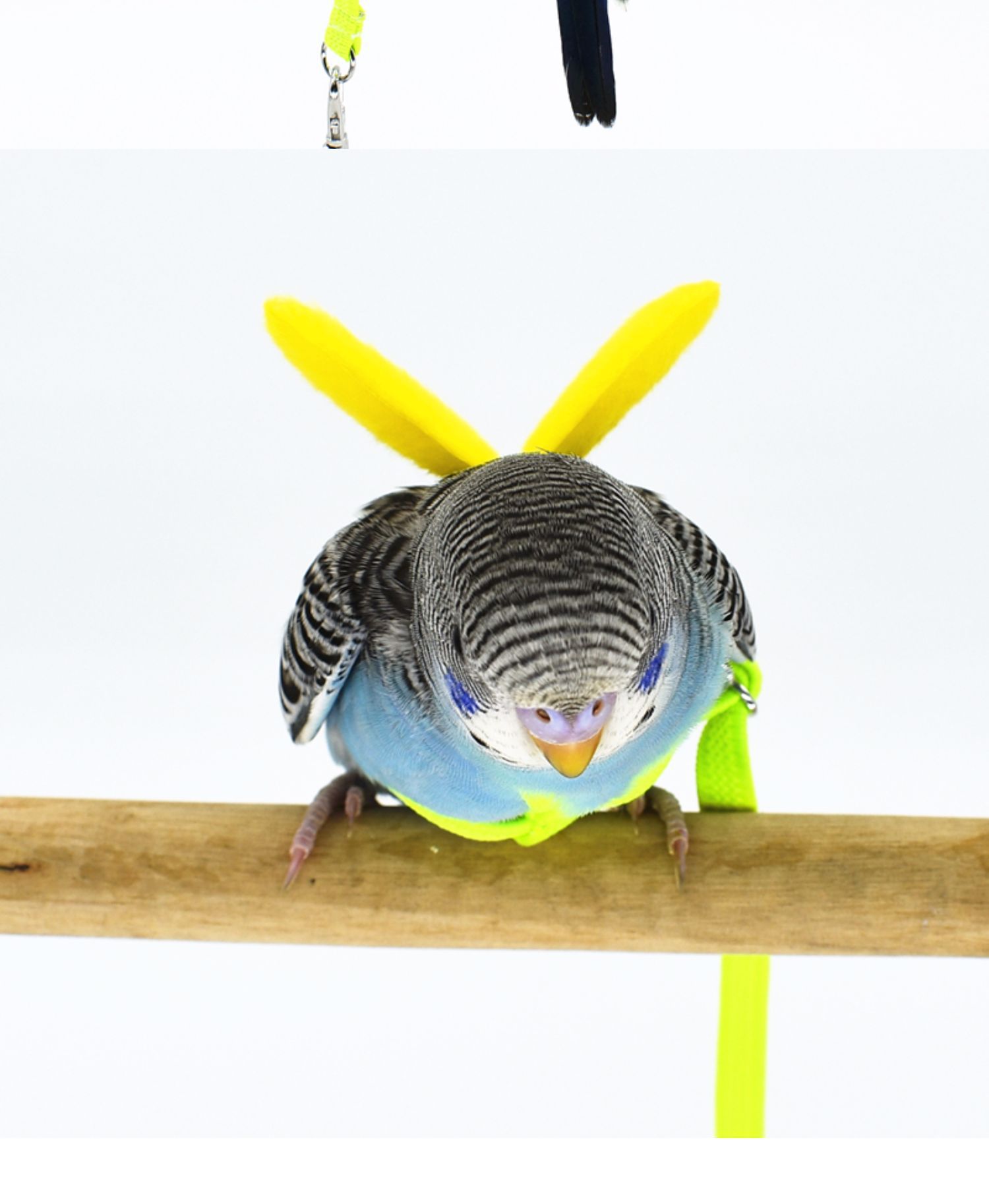 鹦鹉放飞绳背带式翅膀飞行绳牵引绳弹性虎皮玄凤外出训练遛鸟绳子