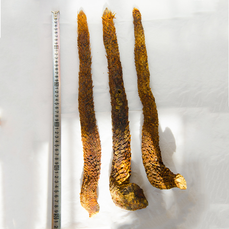 内蒙古肉苁蓉阿拉善秋冬季油苁蓉500克整根(40-50公分3根一斤)