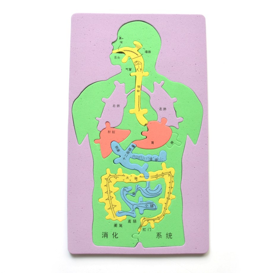 儿童益智科教【人体器官】益智拼图开发智力小制作科教教具科技