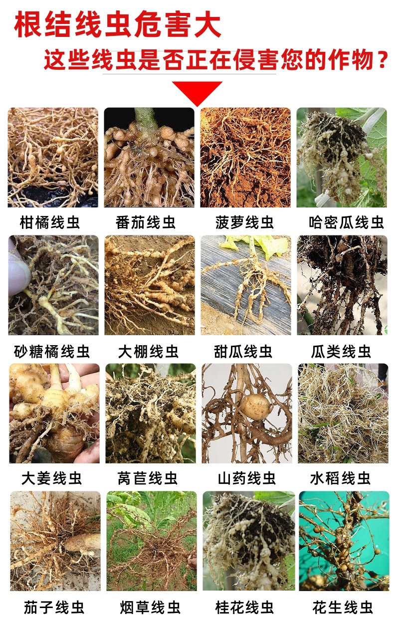 直销淡紫拟青霉微生物菌剂肥淡紫紫孢菌根结线虫杀虫菌剂
