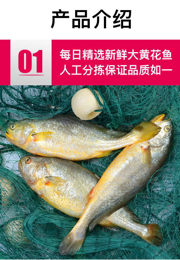 海捕大黄鱼青岛新鲜速冻大黄花鱼黄鱼深海鱼大黄鱼800-1000g/条