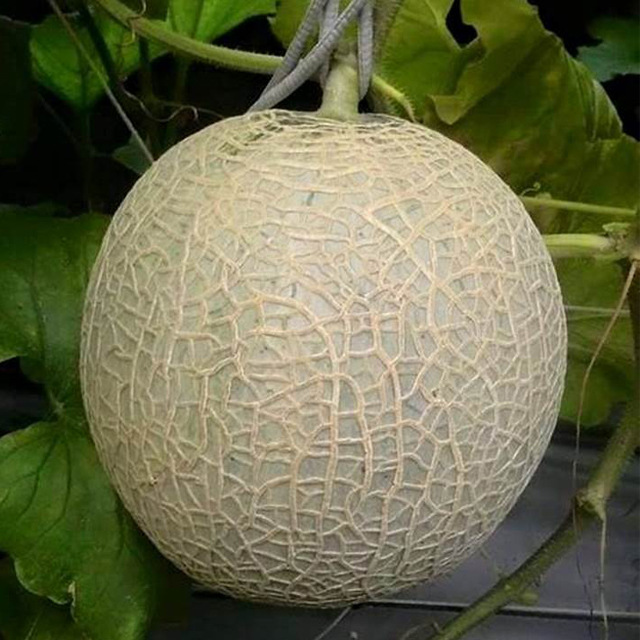 瓜果蔬菜种子_四季圆哈密瓜香瓜黄网纹桔红白肉青肉瓜果蔬菜种子