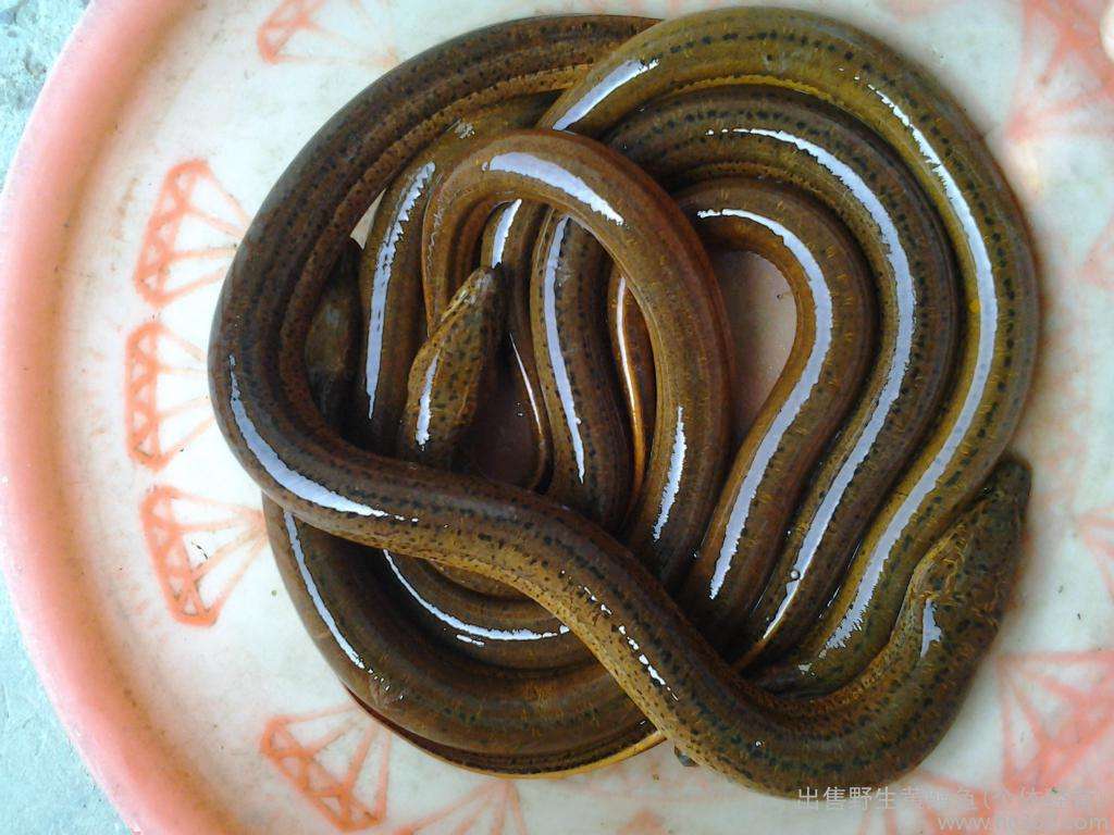 黄鳝苗 花鳝苗 黄鳝鱼苗 各种鱼苗 广东鱼苗批发