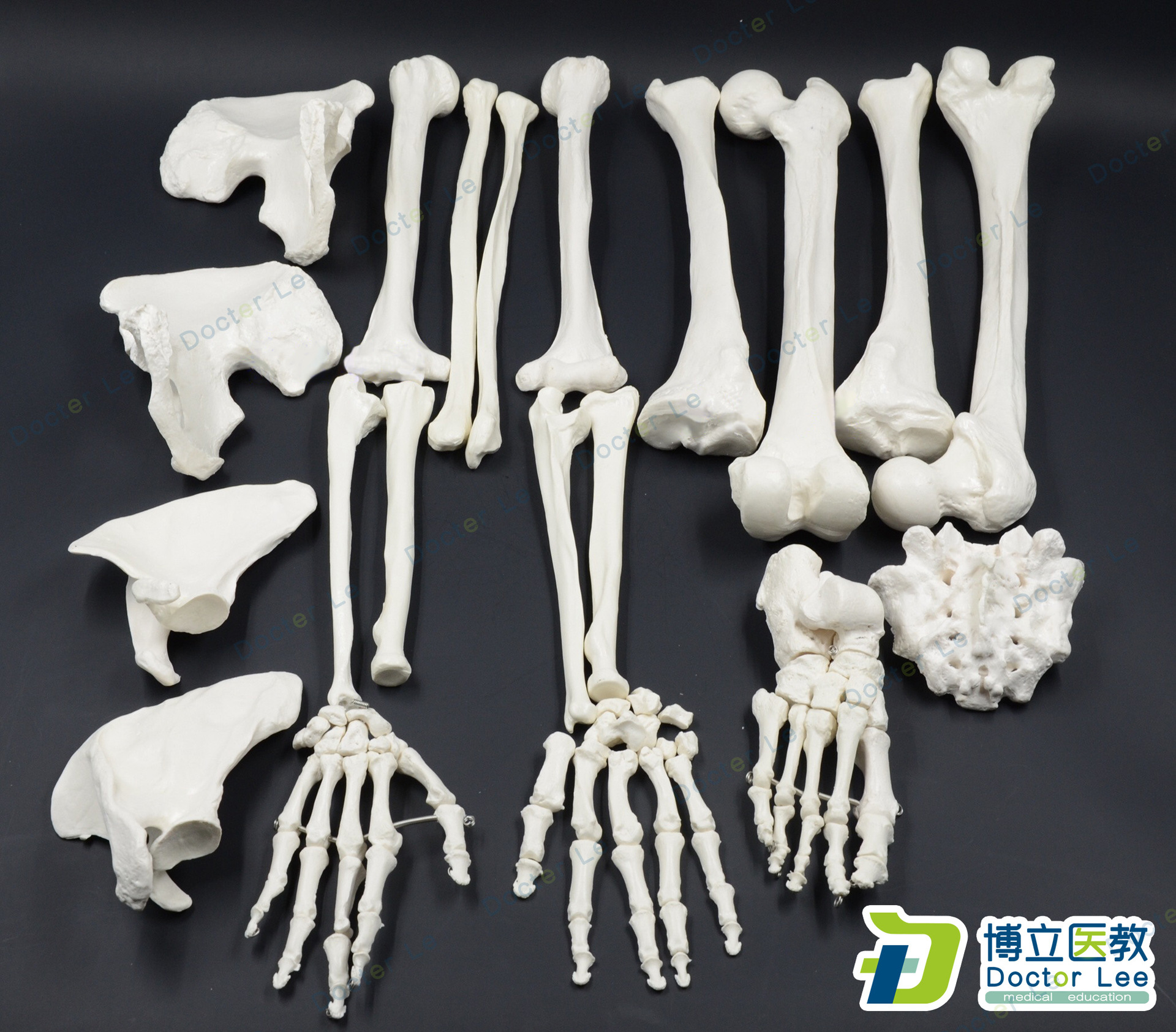 人体全身散骨模型 170cm真人仿真骨骼骨科骨架模型艺用正骨教学