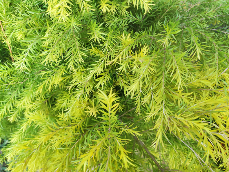 【千层金】切叶切枝 花店 云南昆明斗南鲜切花基地批发黄金香柳